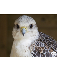 گونه بالابان Saker Falcon